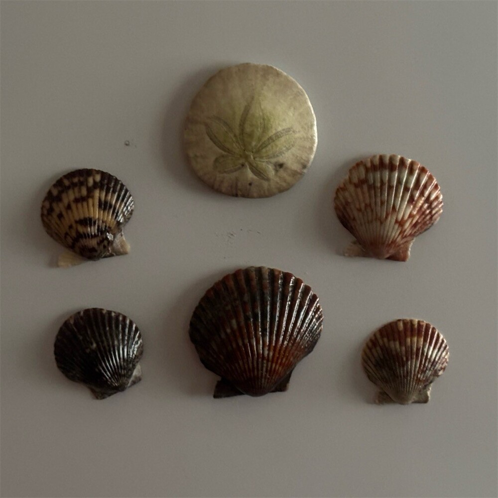 Natural Seashell & Sand Dollar Set 5pc Coastal Beach magnets
